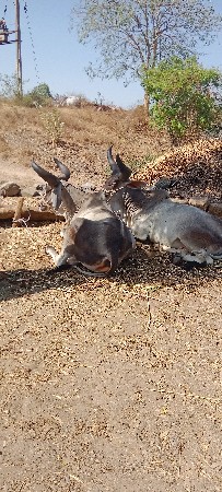 ગોઢલા વેચવાના છે