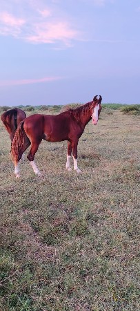 3 વરસ નો છે વછેરો