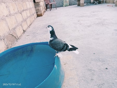 થંબનેલ 2