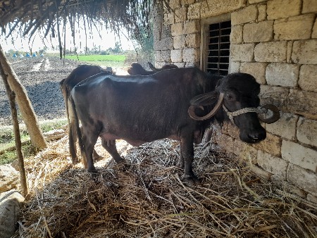 ભેશ વેસવાની છે