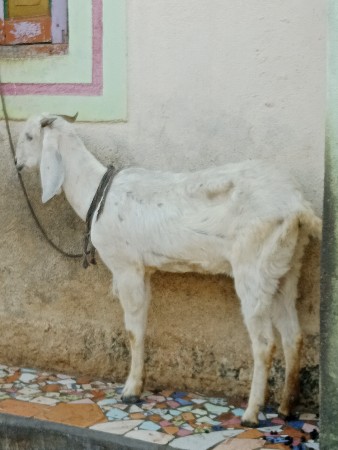 વેચવાની છે