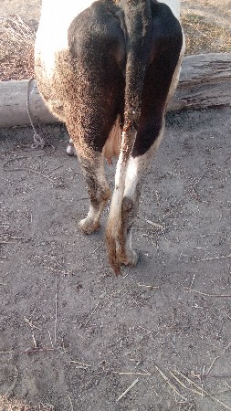 ગાય વેચવા ની છે