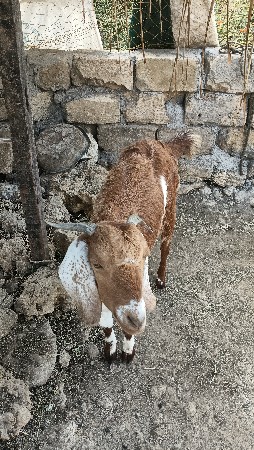 , બકરી અને બકરો બેય વેચવાના છે