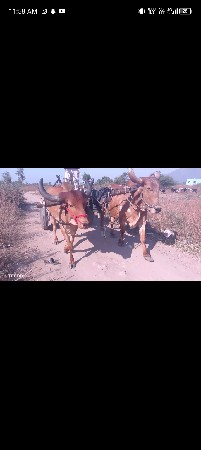 25000 રૂપિયા કિંમત