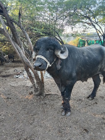 પાડો વેચવાનો છે