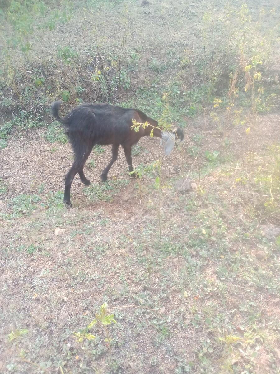 બકરી। વેચવા નીછે