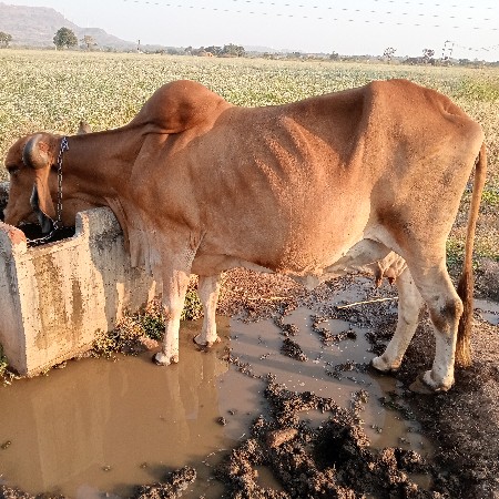 થંબનેલ 3