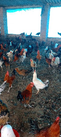 desi murgha 4 month ne 18 diwas na