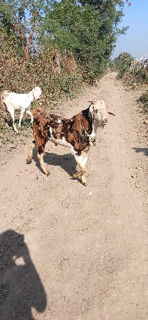 થંબનેલ 2