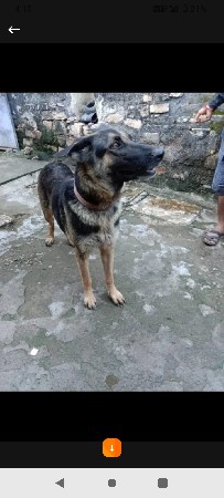 જર્મન શેફર્ડ લેવાનું છે