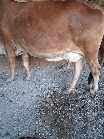 ગાય વેચવા નિ છે