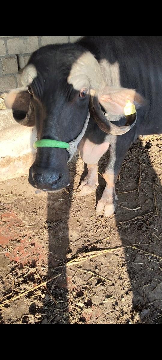 આ ભેસ આપવાની સે ગાભણ