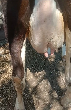 थंबनेल 2