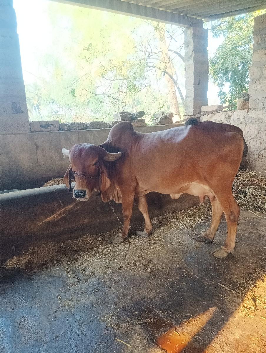 થંબનેલ 6