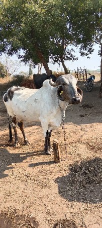 ગીર ગાય છે નિચે વાસડી
