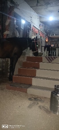 મકાન વેચવાનું છે