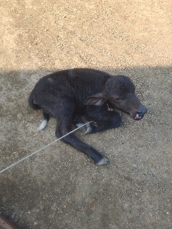 ભેશ વેસવાની છે