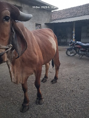 બેધે હાલત છે સારવાર દાતા છે