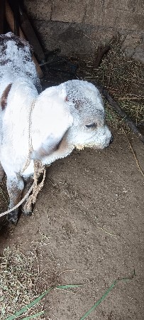 थंबनेल 3