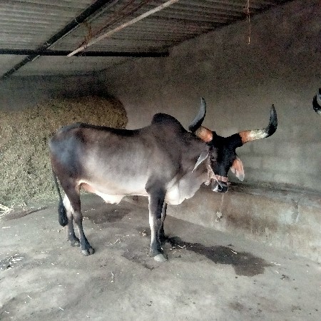 બળદ વેચવાના છે.