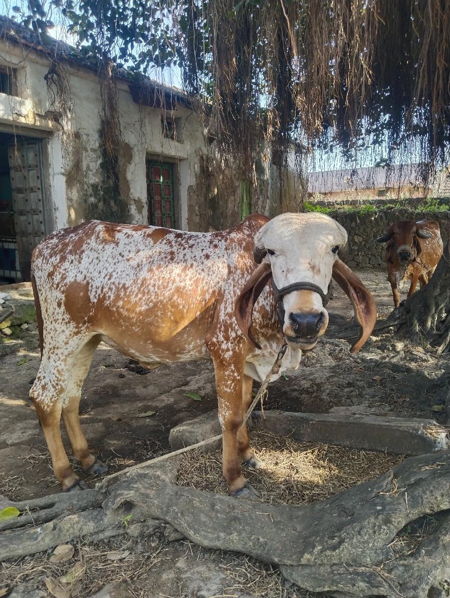 હોડકિ વેચવાની છે