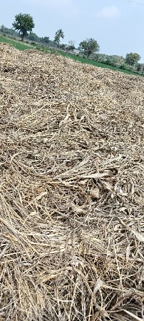 જુવાર ની નિરણ વેચવાની છે