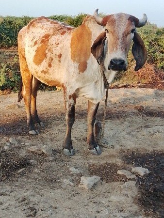 ગાય વેચવાની છે