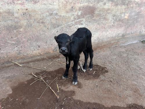 थंबनेल 2