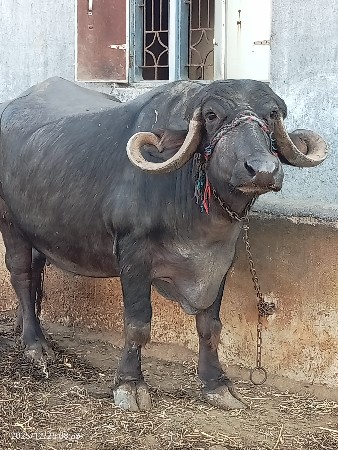 ભેંસ વેચવાની છે