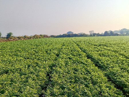 love bads vesvana se