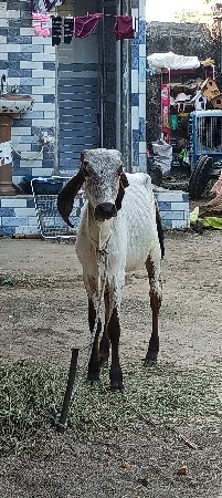 थंबनेल 2