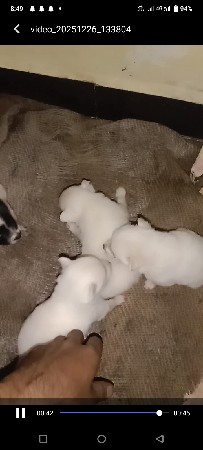 પોમેરીયન