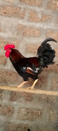 દેશી મૂર્ધા વેસવાના 5 કુકડા છે