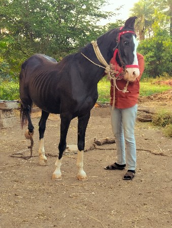 ઘોડી વેચવાની છે. ચાલુ ઠાણની છે.