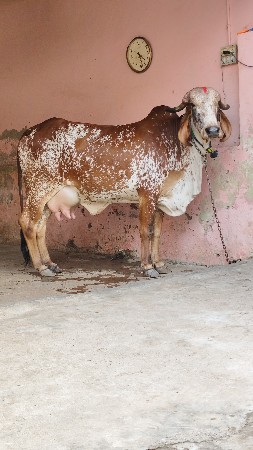 ગીર ઓણકિ પેલું વેતર ગાભણ છે