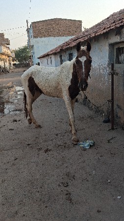 થંબનેલ 2