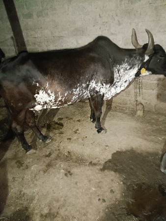 થંબનેલ 3