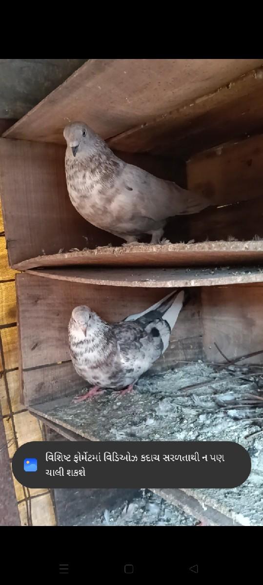 કબુતર વેચવાના છે