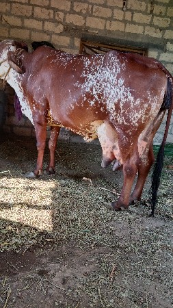 થંબનેલ 3