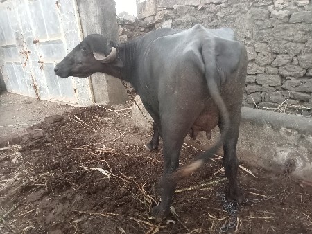 ભેંસ વેચવાની છે .