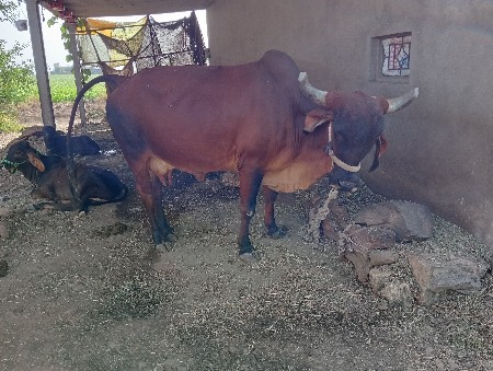 ગાય વેચવાની છે