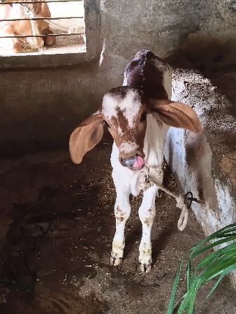 थंबनेल 2