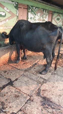 થંબનેલ 3