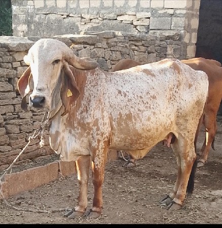 ઑરીજનલ ગીર હૉડકી કાબરી