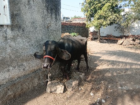 ભેંસ વેચવાની છે