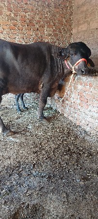 થંબનેલ 3