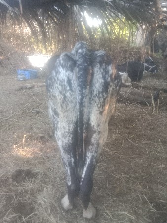 આગાયવેસવાનીસેસારીસે