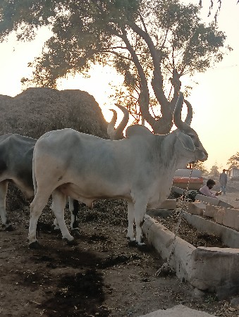 थंबनेल 2