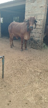 વોડકી ગાય વેચવાની પ્યોર ગીર