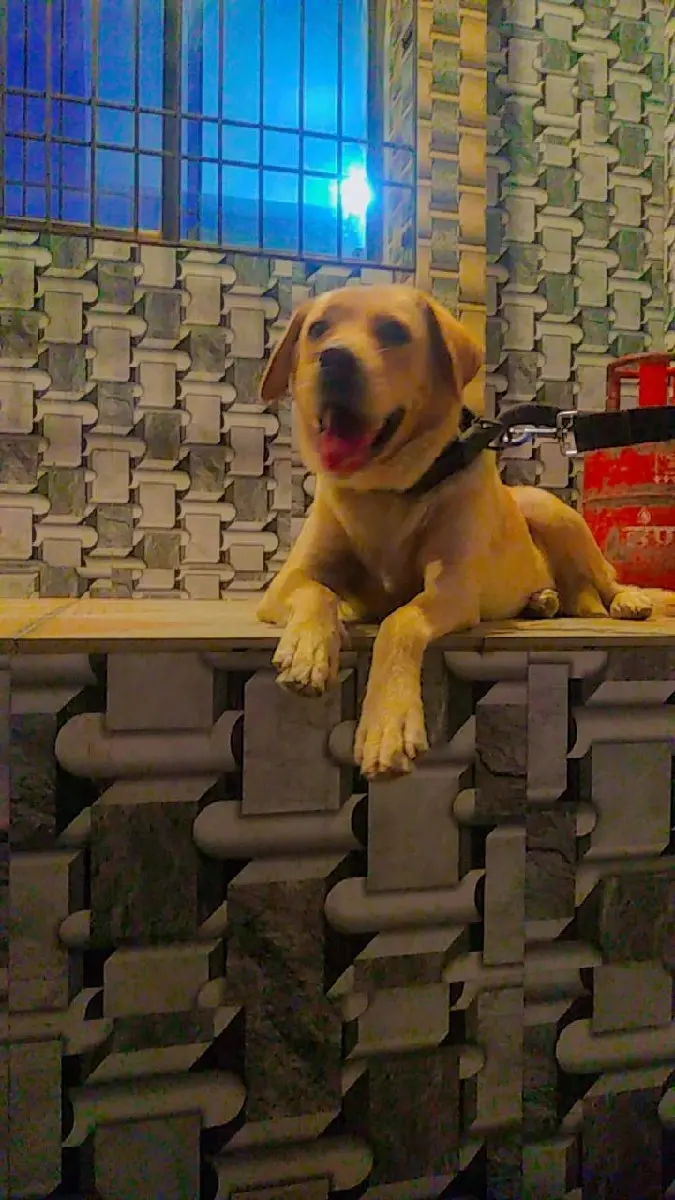 લેબ્રાડોર ફિમેલ સાથે સાટા કરવાના